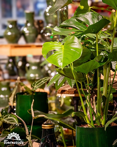 Monstera deliciosa, plante d'intérieur aux grandes feuilles vertes perforées, dans un pot vert.